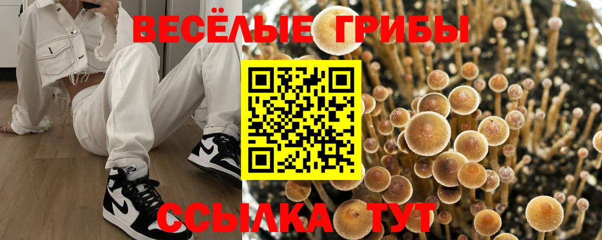 продажа наркотиков  Гусь-Хрустальный  Псилоцибиновые грибы GOLDEN TEACHER 